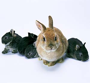 �l�U�[�����h�h���[�t