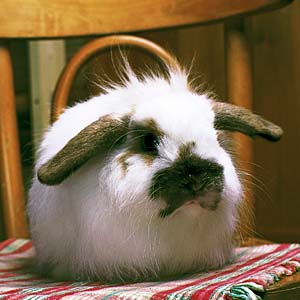 �A�����J���t�@�W�[���b�v