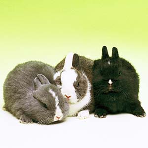 �|���b�V��