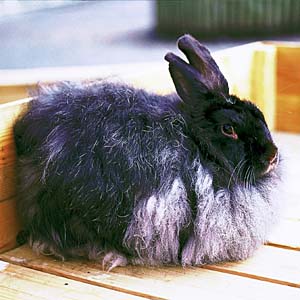 �A���S��