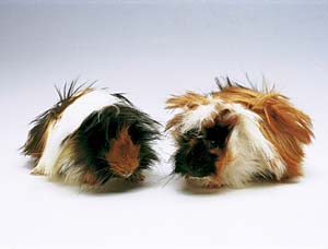 �������b�g�i�x���r�A����j