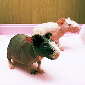 �X�L�j�[�M�j�A�s�b�O