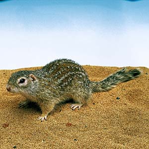 �W���E�T���{���Z���W���X