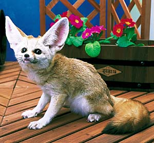 �t�F�l�b�N