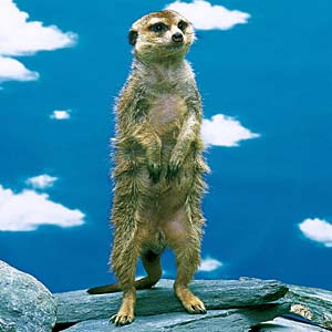 �~�[�A�L���b�g