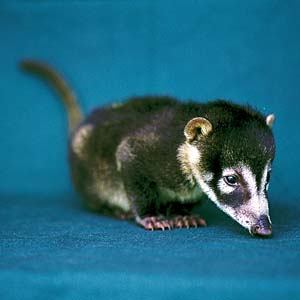 �n�i�W���O�}