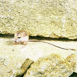 �s�O�~�[�W�F���{�A