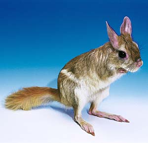 �g�r�E�T�M