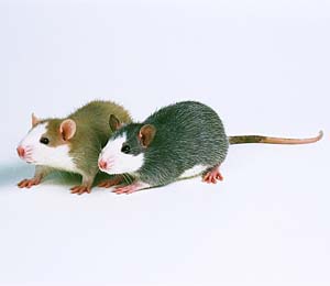 �n�X�L�[���b�g