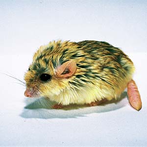 �I�u�g�A���`�l�Y�~