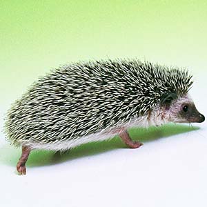 �s�O�~�[�n���l�Y�~