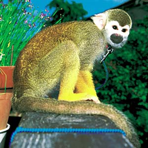 ���X�U��