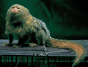 �s�O�~�[�}�[���Z�b�g