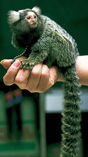 �R�����}�[���Z�b�g