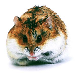 �L�����x���n���X�^�[