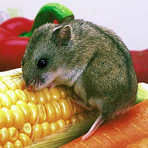 �`���C�j�[�Y�n���X�^�[