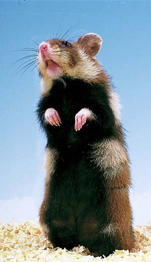 �N���n���n���X�^�[