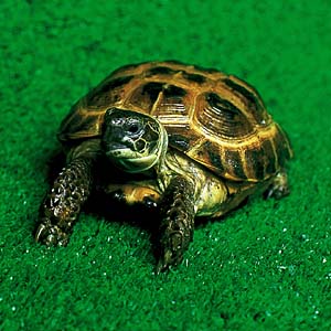 �z���X�t�B�[���h���N�K��