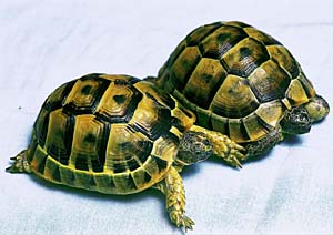 �M���V�����N�K��