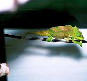 �G�{�V�J�����I��