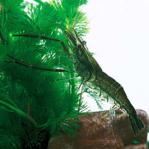 �e�i�K�G�r