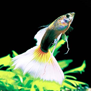 �h�C�c�C�G���[�^�L�V�[�h���{���O�b�s�[