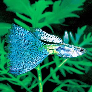 �u���[�O���X�O�b�s�[