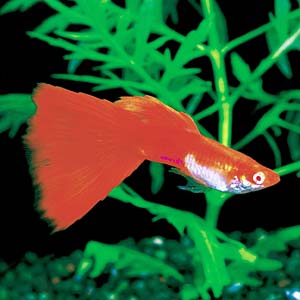 �X�[�p�[���b�h�O�b�s�[�i���A�����b�h�A�C�A���r�m�X�[�p�[���b�h�j