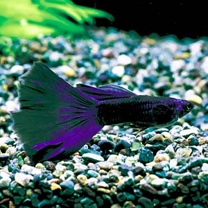 ���X�R�[�u���[�O�b�s�[