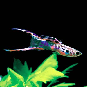 �E�C�[���G�������h�O�b�s�[