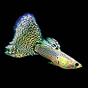 �L���O�R�u���O�b�s�[