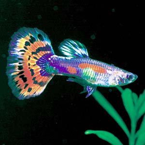 ���U�C�N�O�b�s�[