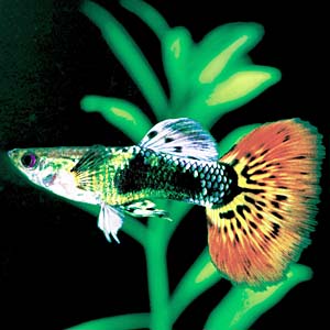 ���U�C�N�R�u���O�b�s�[�i���U�C�N�R�u���^�L�V�[�h�j