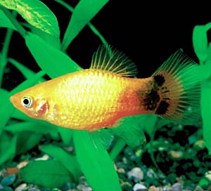 �S�[���f���~�b�L�[�}�E�X�v���e�B