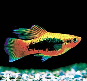 �n�C�t�B���v���e�B�^�L�V�[�h