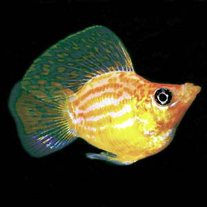 �I�����W�o���[�����[���[