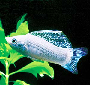 �V���o�[�Z���t�B�����[���[