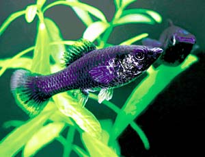 �u���b�N���[���[