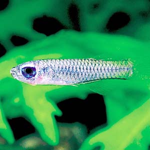 �A�t���J�������v�A�C