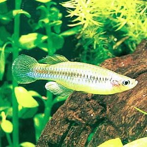 �^���K�j�[�J�����v�A�C