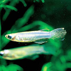 �A�v���P�C���N�e�B�X�E�X�P�[���B