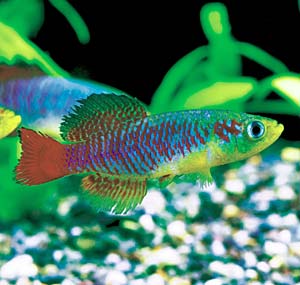 �m�\�u�����L�E�X�K���T�A�C���b�h