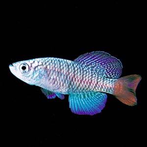 �m�\�u�����L�E�X�E�p�g���U�C