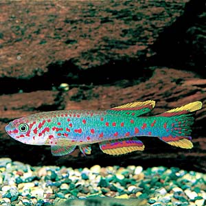 �A�t�B�I�Z�~�I���E�K�[�h�l���B