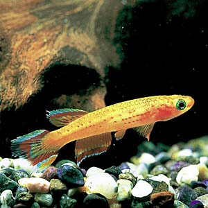 �K�[�h�l���B�S�[���f��