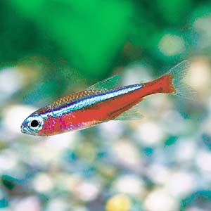 �J�[�W�i���e�g��