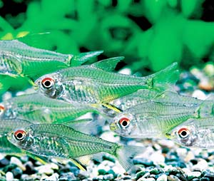 �������e�g��