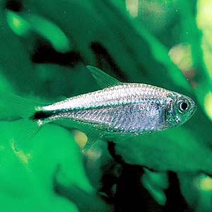 �u���[���C���S�[���f���e�g��