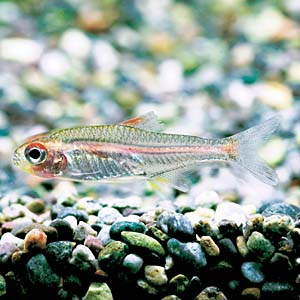 �O���[���C�g�e�g��