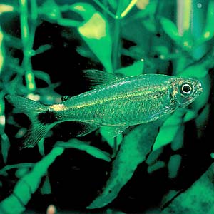 �L���b�X���e�g��